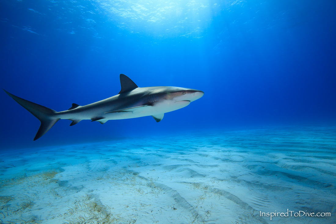 Beautiful photo of a Caribbean reef shark (Carcharhinus perezi) in the Bahamas