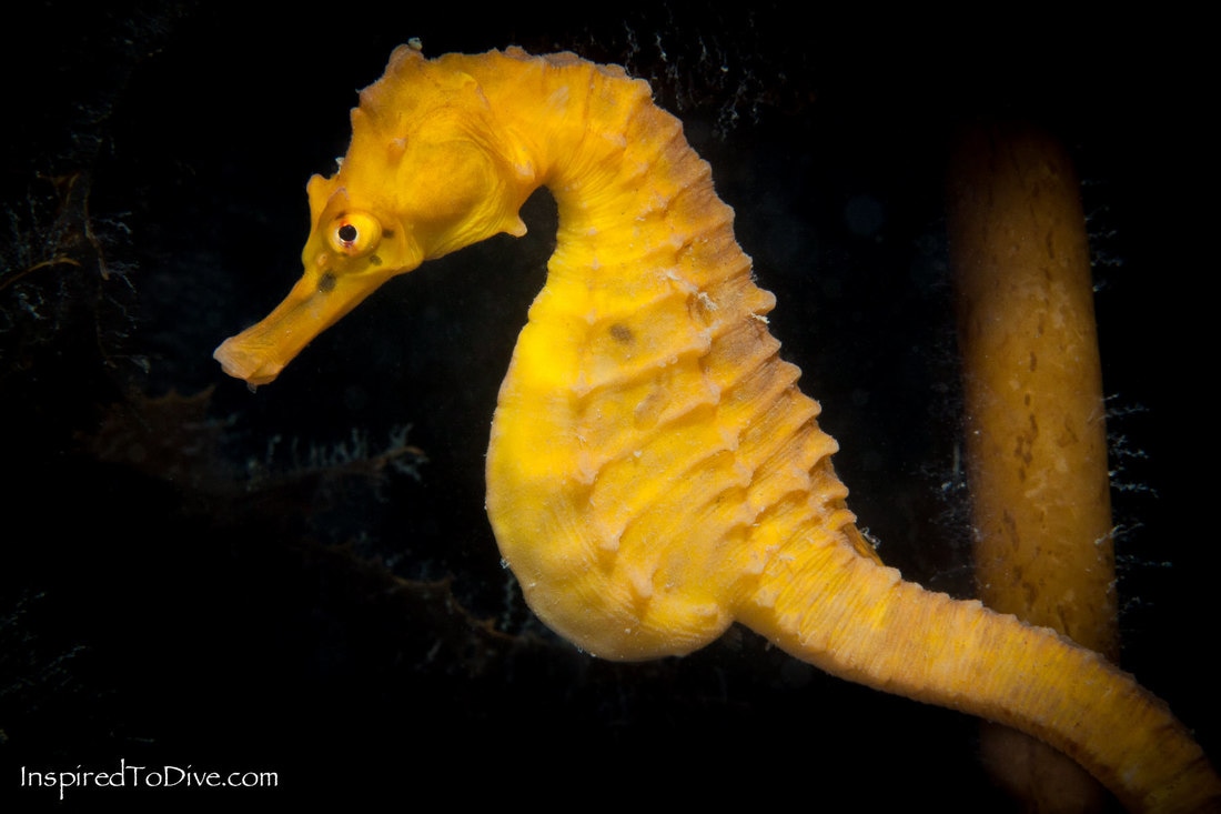 The New Zealand sea horse Hippocampus abdominalis
