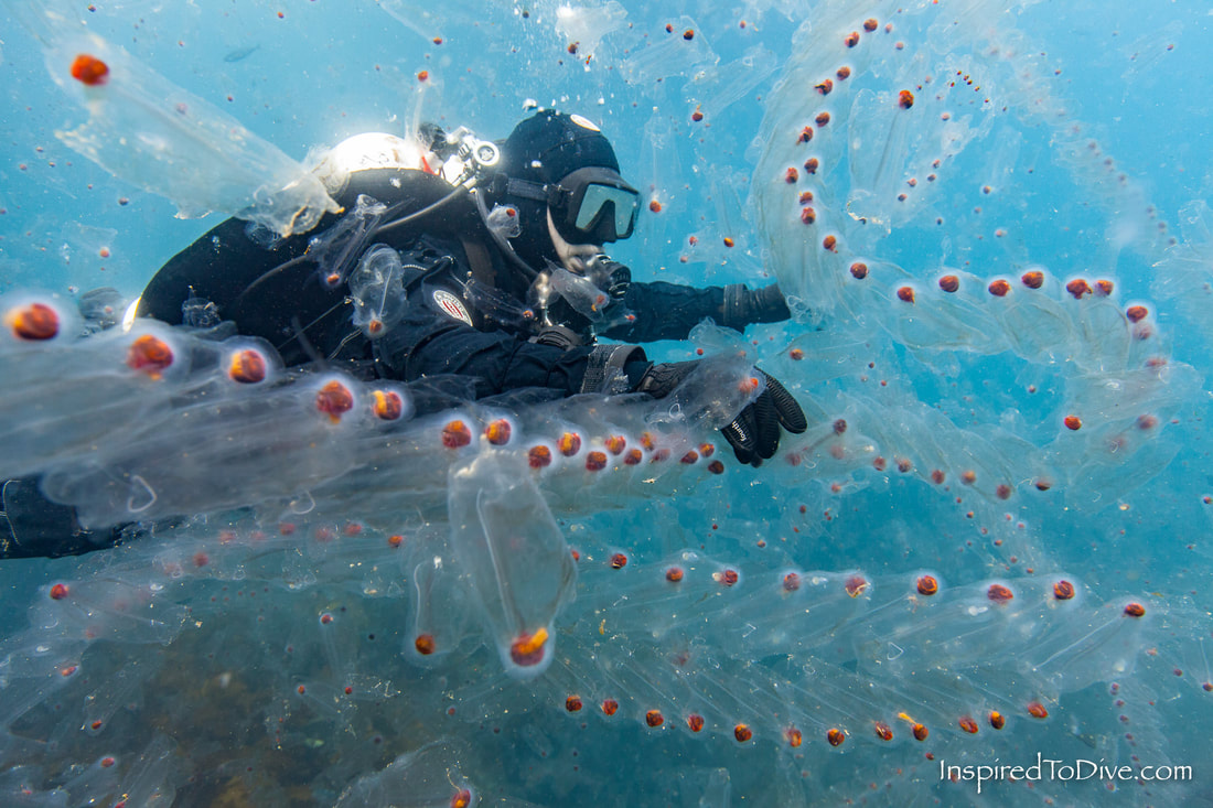 Diver surrounded by thick swarm of salps in New Zealand