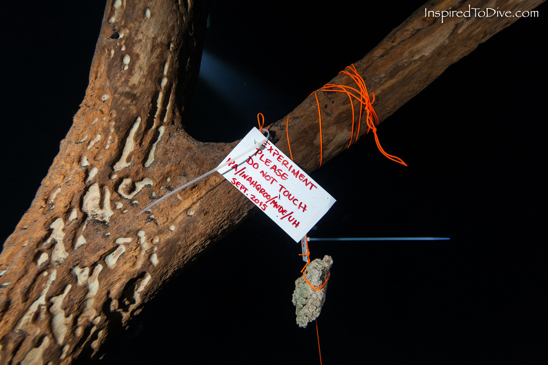 Cenote Zapote experiment do not touch sloth bones