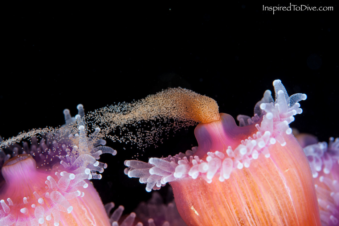 Spawning female jewel anemones in New Zealand