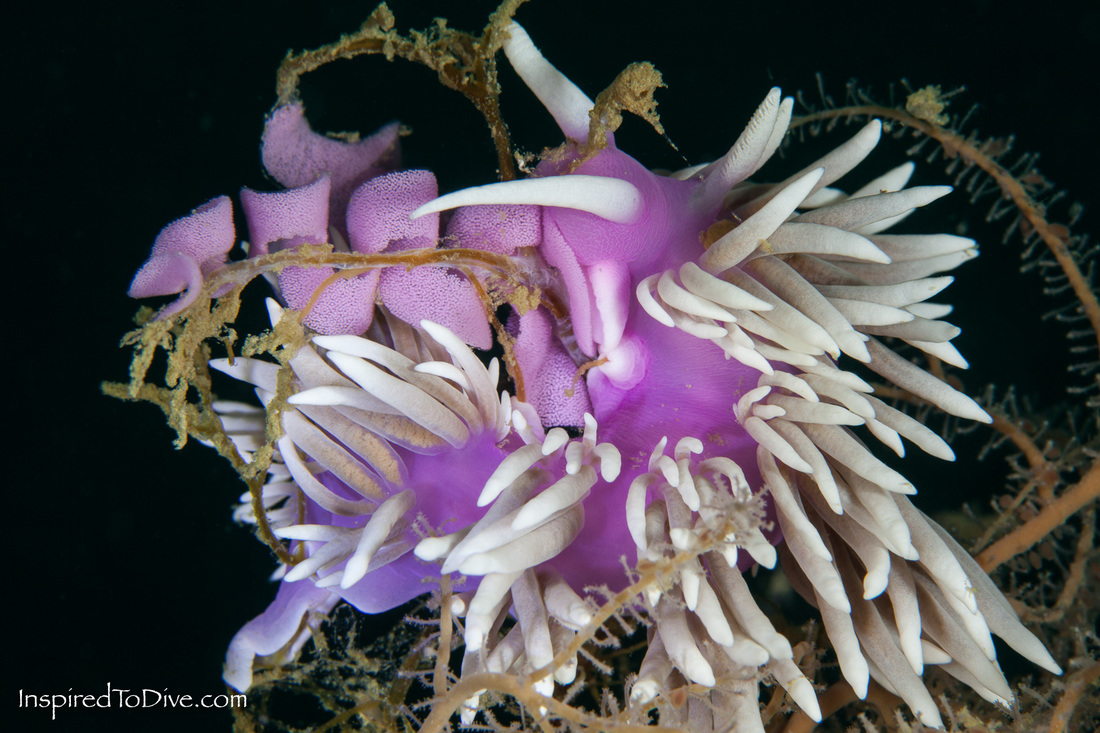Jason mirabilis nudibranch on the Canterbury wreck in the Bay of Islands