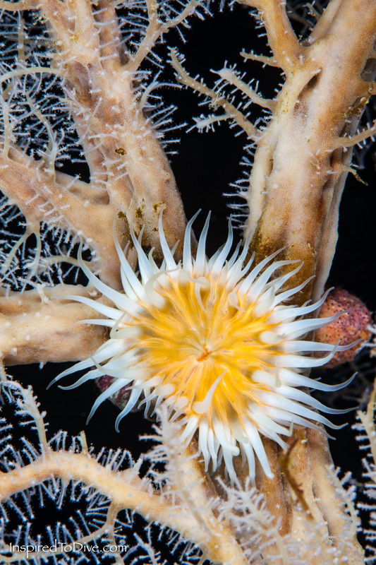 Common anemone on trunk of a hydroid tree underwater in New Zealand