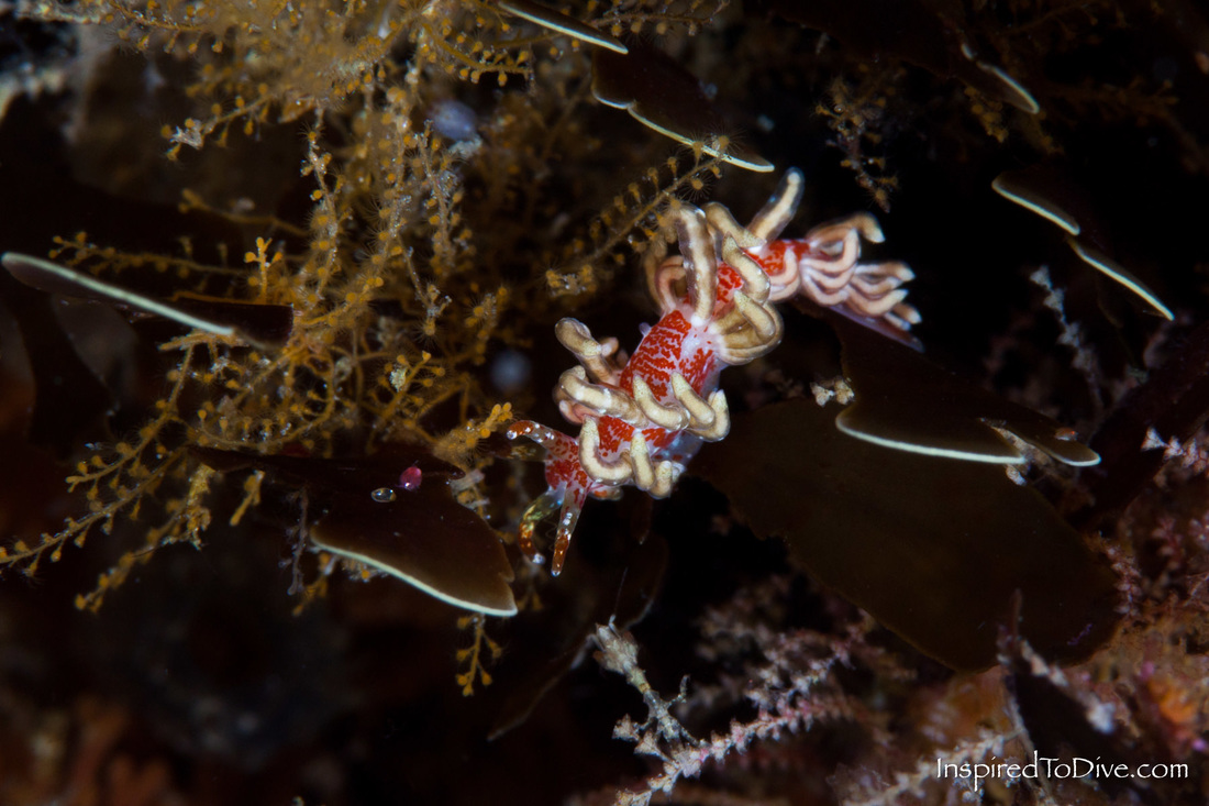 An undescribed Trinchesia sp nudibranch from New Zealand
