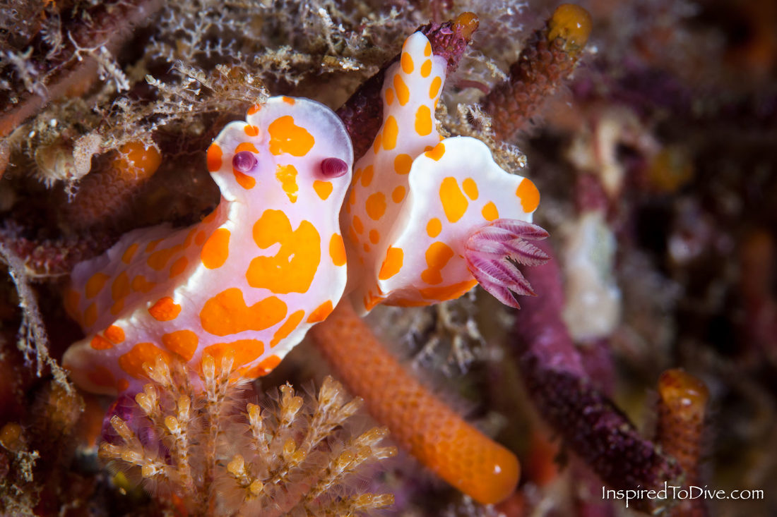 A pair of Clown nudibranchs Ceratosoma amoenum from New Zealand