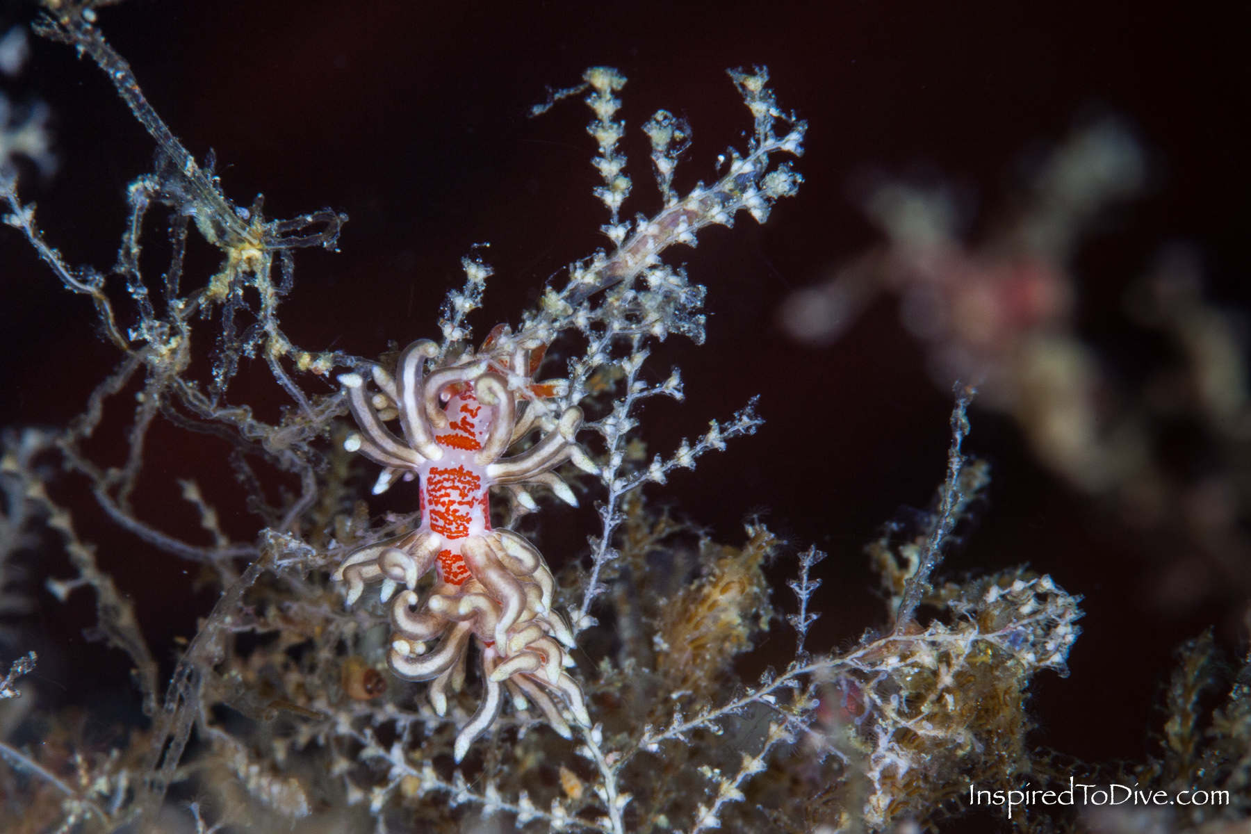 Trinchesia sp. - the rasta nudibranch from New Zealand