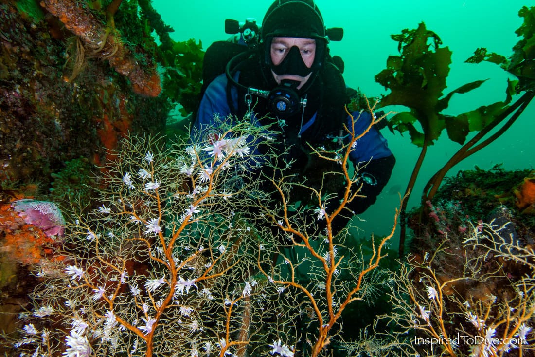 Scuba diver with juvenile Jason mirabilis nudibranchs