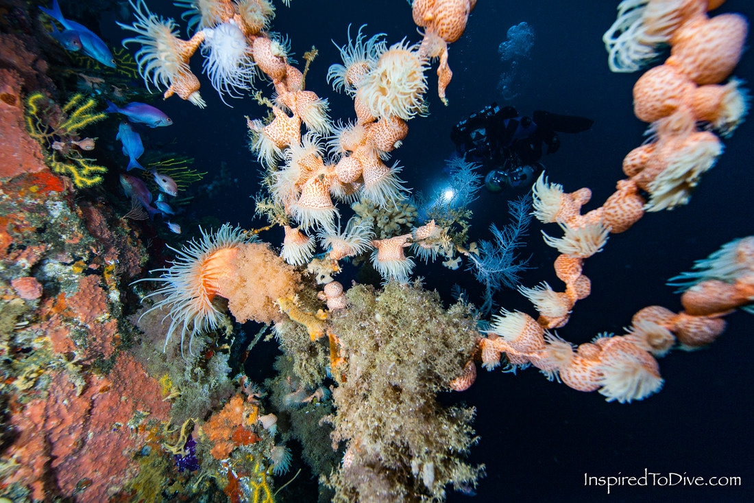 Leopard anemones and scuba diver at 60 metres in New Zealand