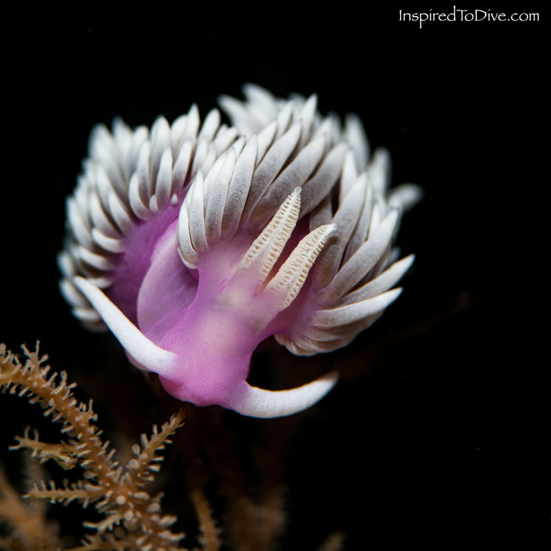 Jason mirabilis nudibranch on a hydroid in New Zealand
