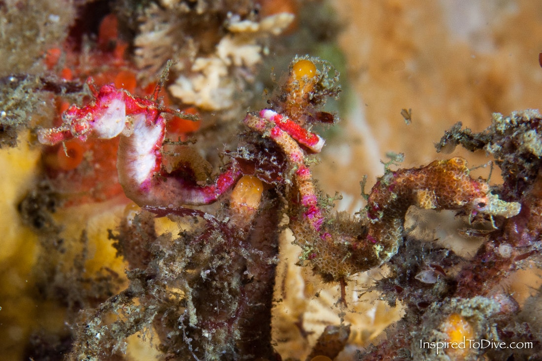 A pygmy pipehorse Acentronura australe is discovered in New Zealand