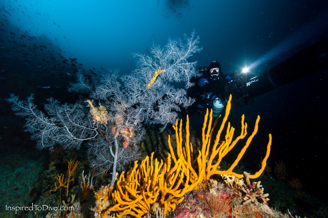 Technical diver with black coral at the Poor Knights Islands in New Zealand