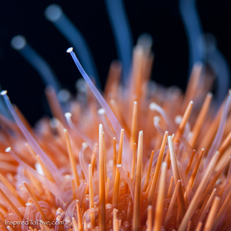 Sea urchin in New Zealand