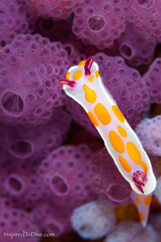 Ceratosoma amoenum - the clown nudibranch