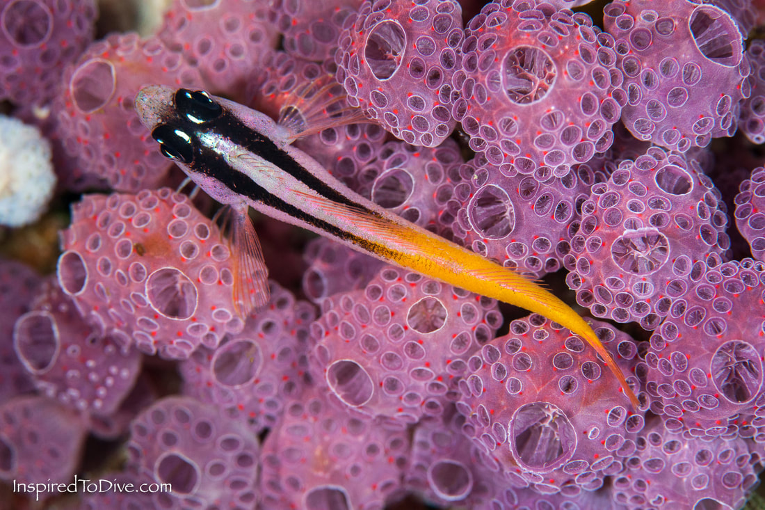 Yellow-black triplefin (Forsterygion flavonigrum) at the Poor Knights Islands in New Zealand