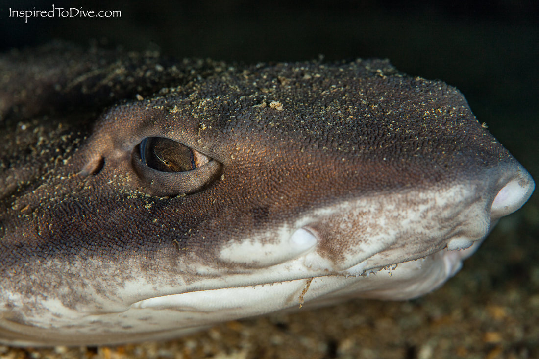 New Zealand carpet shark (Cephaloscyllium isabellum)