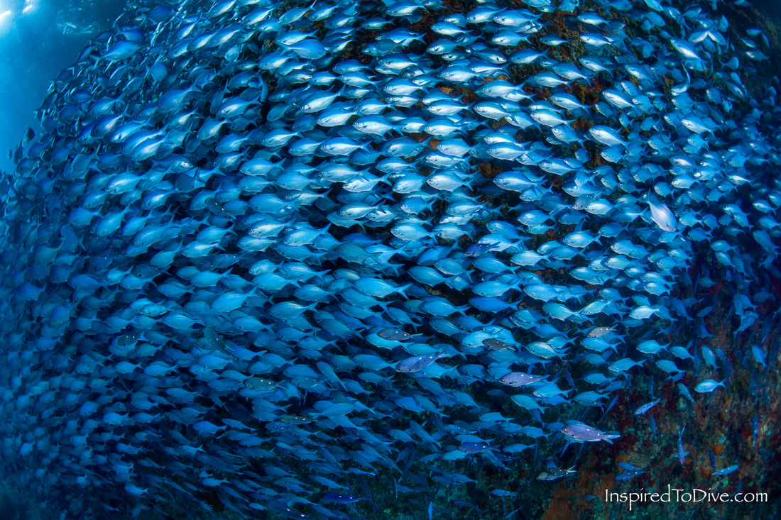A school of Blue maomao hugs the wall of Blue Maomao Arch at the Poor Knights Islands in New Zealand