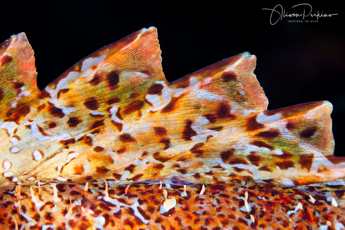 The fin of a sleeping scorpionfish