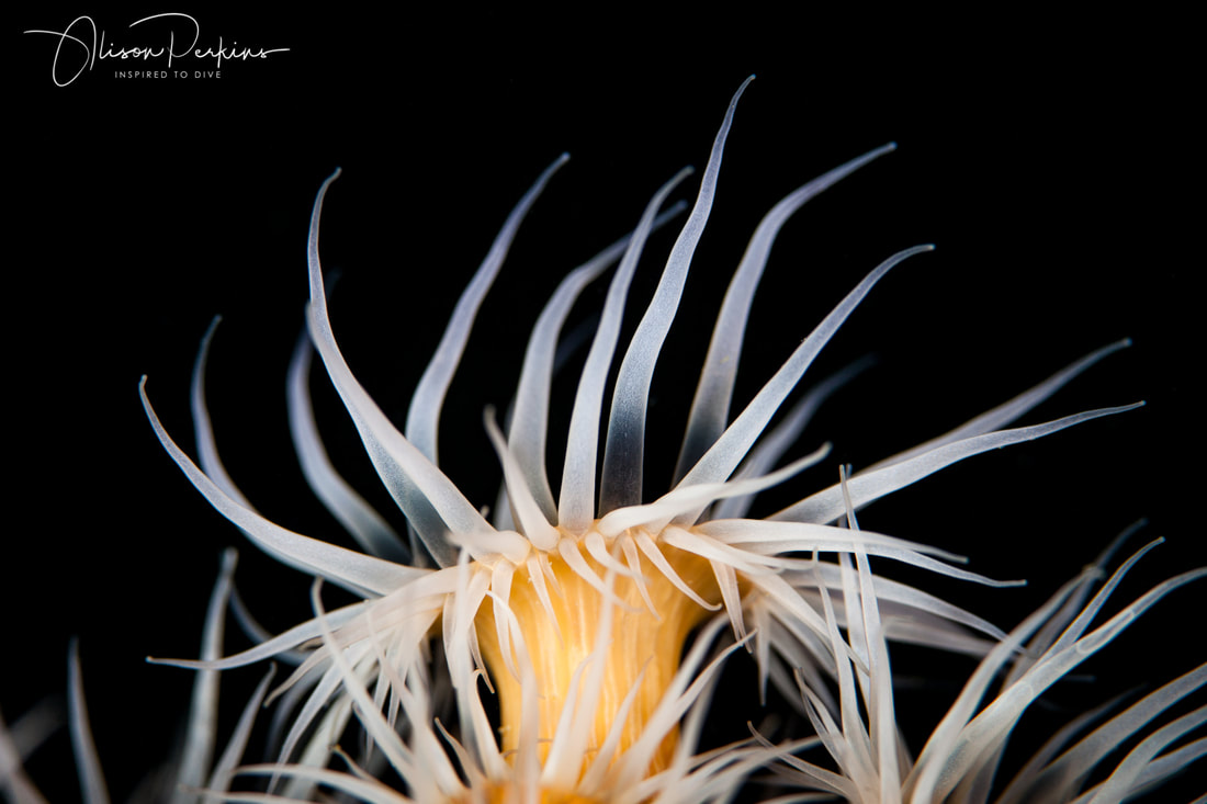 New Zealand's common anemone - Anthothoe albocincta
