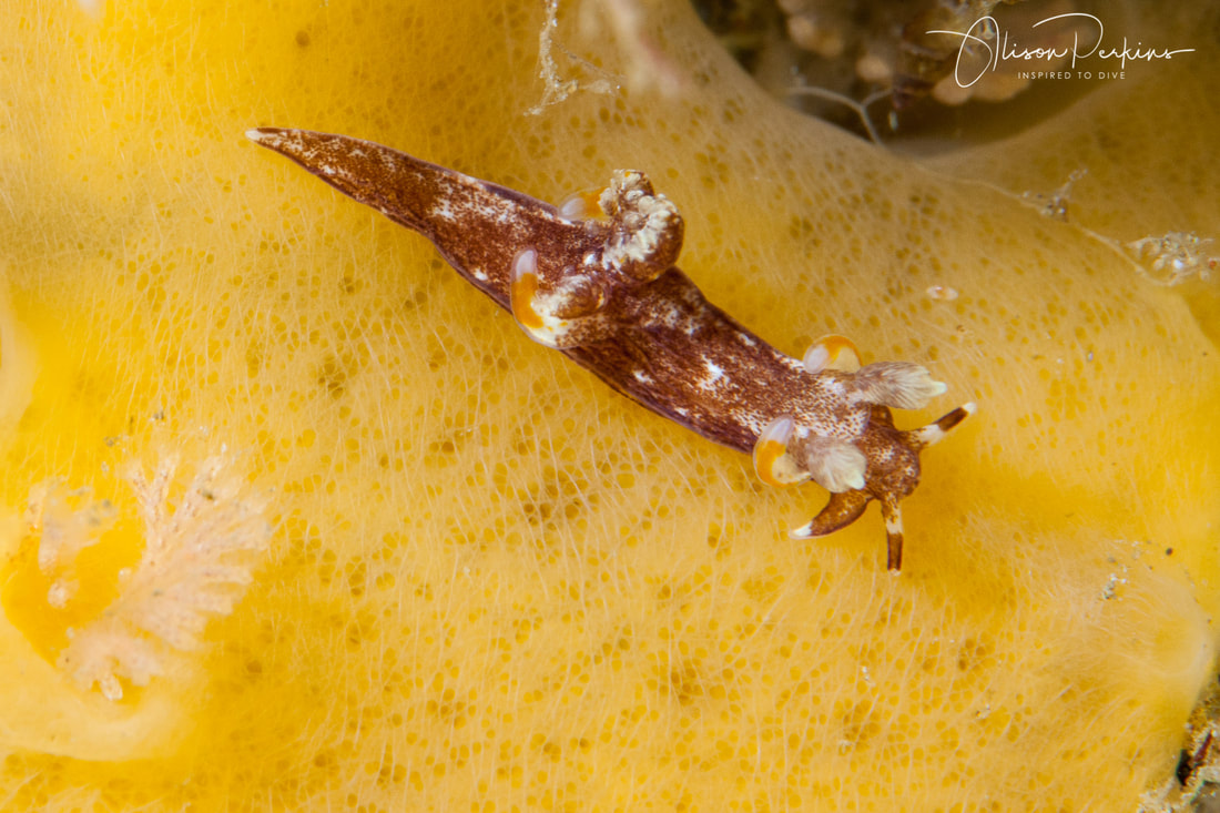 A new undescribed species of Trapania nudibranch from the Poor Knights Islands in New Zealand
