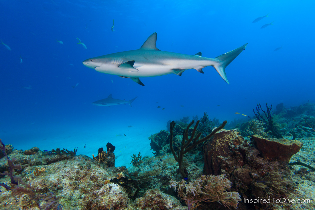 Beautiful photo of a Caribbean reef shark (Carcharhinus perezi) over the reef in the Bahamas