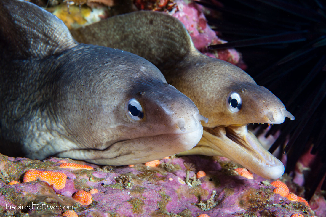 A pair of Grey moray eels at the Poor Knights Islands
