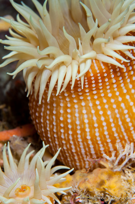 An anemone from a deep reef at the Poor Knights Islands in New Zealand