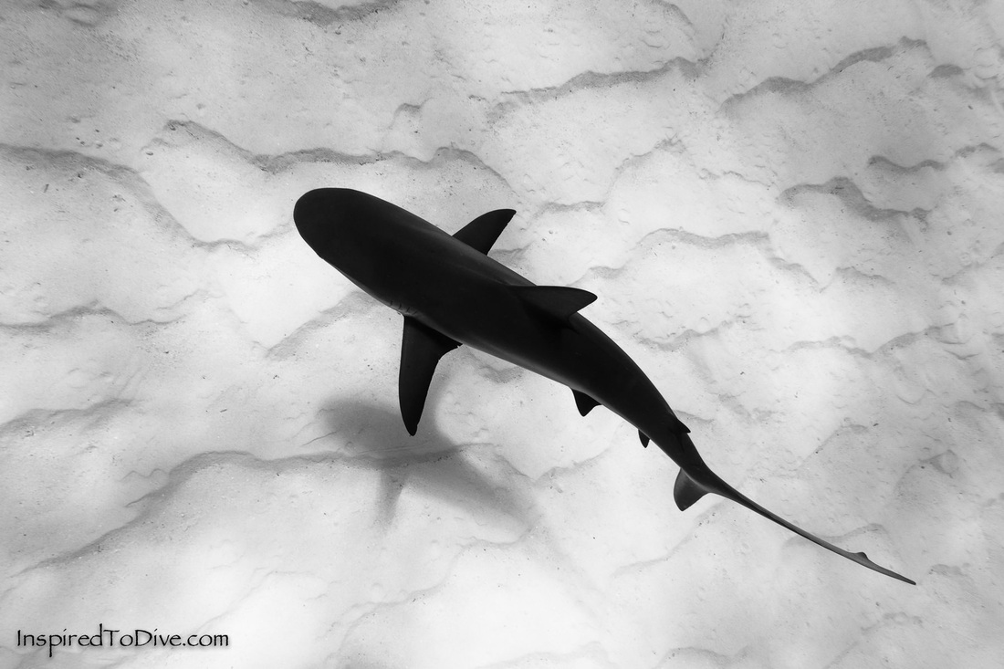Beautiful photo of a Caribbean reef shark (Carcharhinus perezi) in black and white in the Bahamas