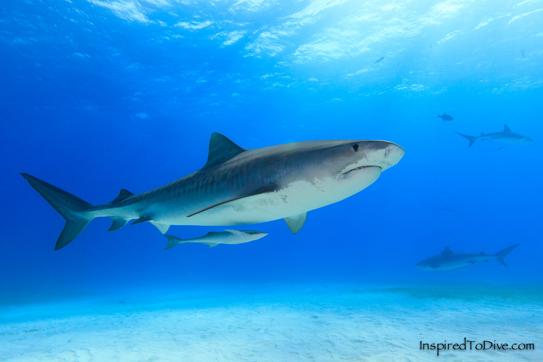 Tiger shark (Galeocerdo cuvier) in mid water in the Bahamas