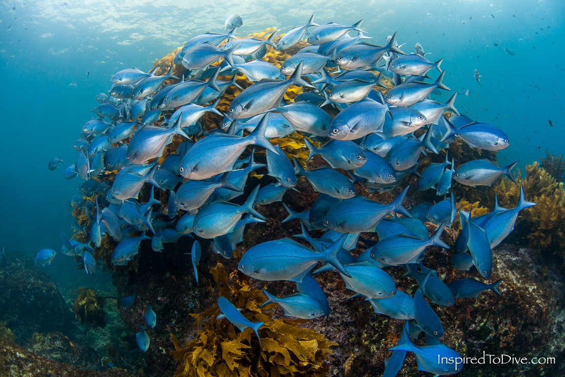 School of Blue maomao at the Poor Knights Islands Marine Reserve