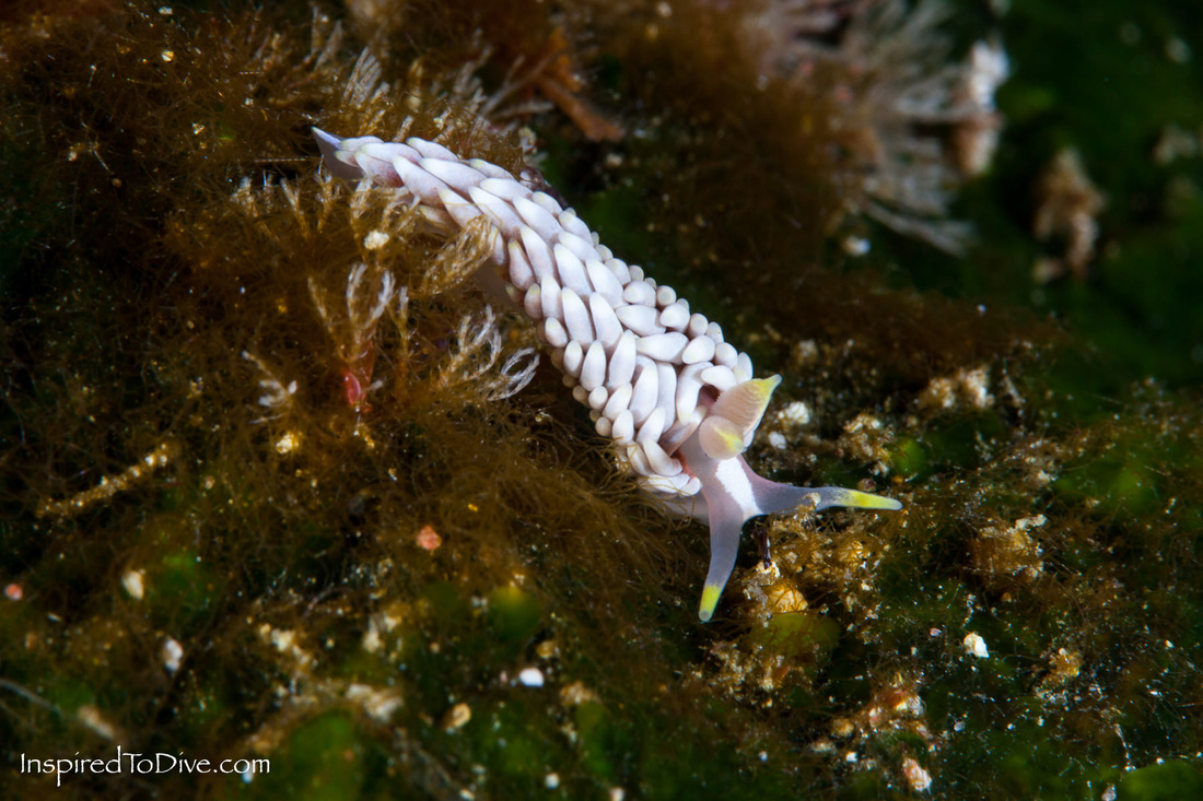 The nudibranch Babakina caprinsulensis at the Poor Knights Islands
