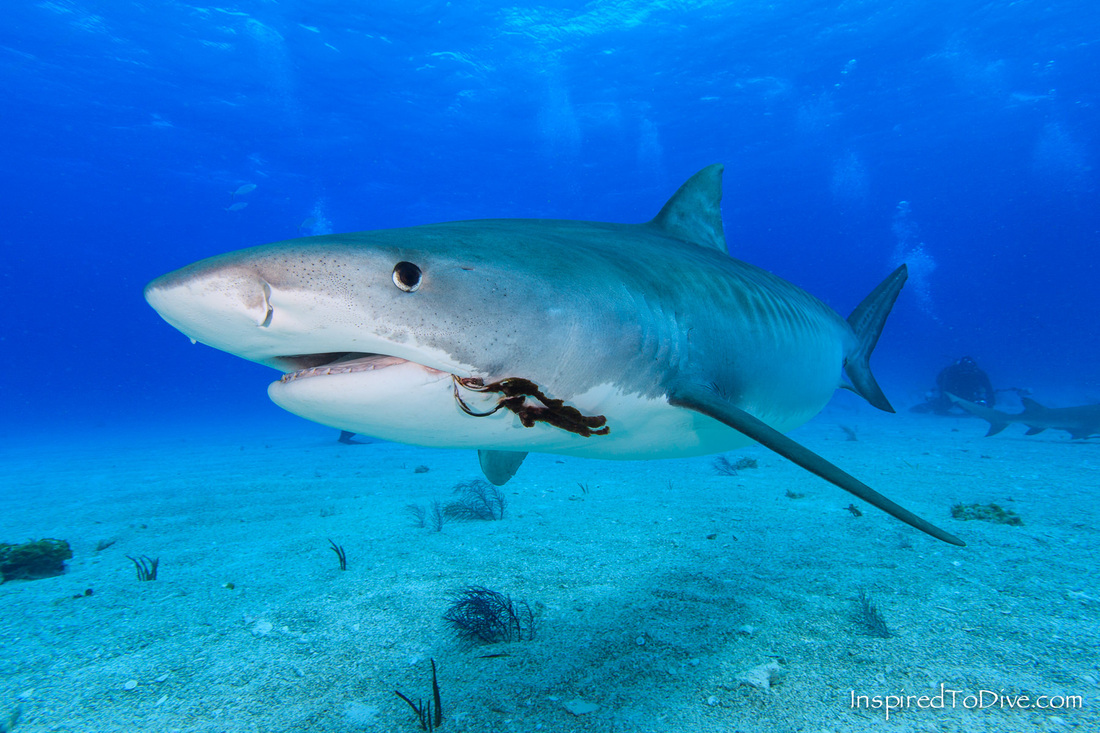 Close up portrait of a Tiger shark (Galeocerdo cuvier) in the Bahamas