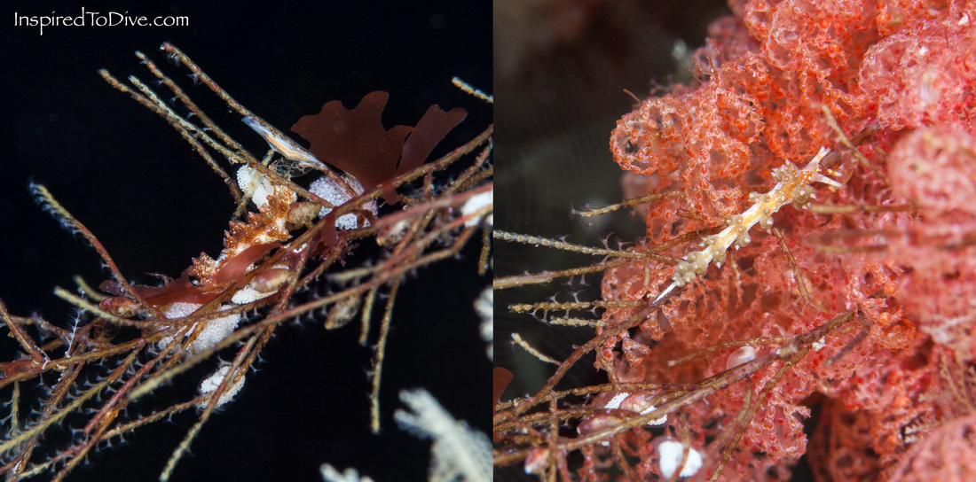 Undescribed species of Trinchesia nudibranch from the Poor Knights Islands