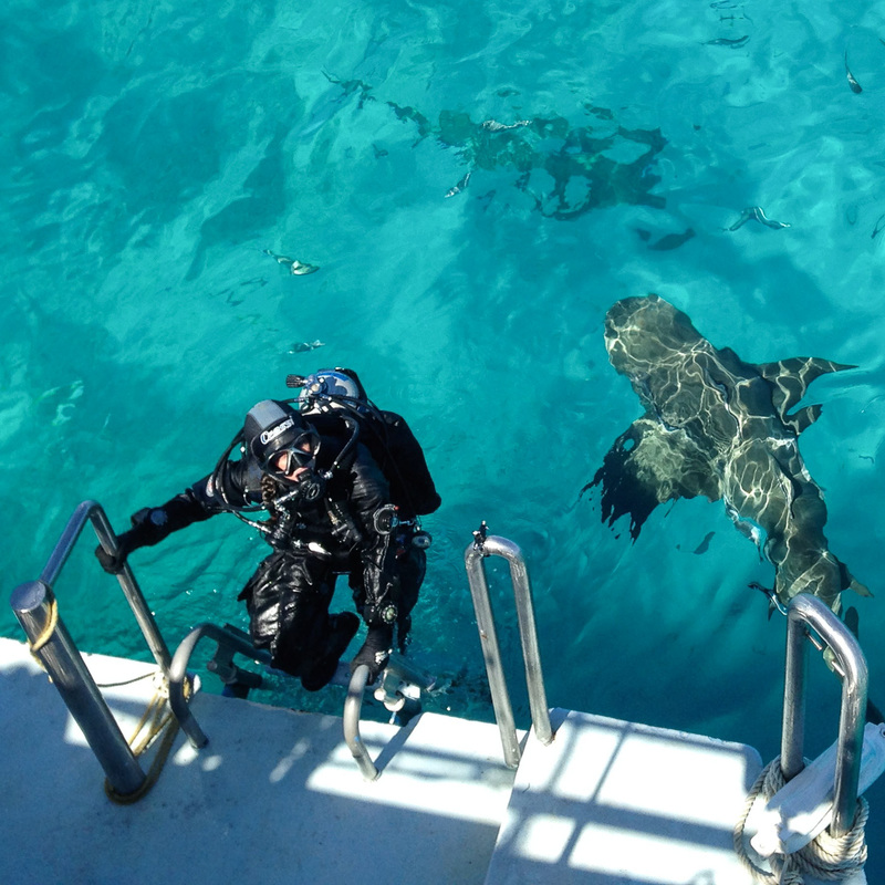 New Zealand underwater photographer Alison Perkins with shark