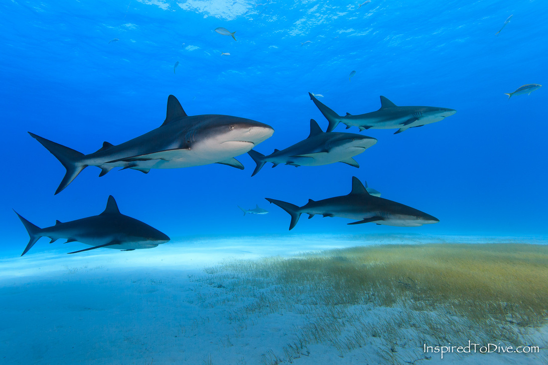 School of Caribbean reef sharks (Carcharhinus perezi) in the Bahamas