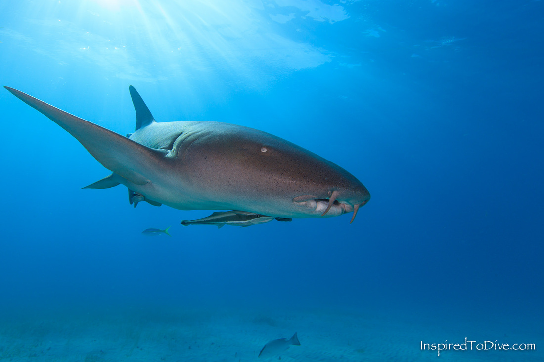 Nurse shark (Ginglymostoma cirratum) in the sea in the Bahamas