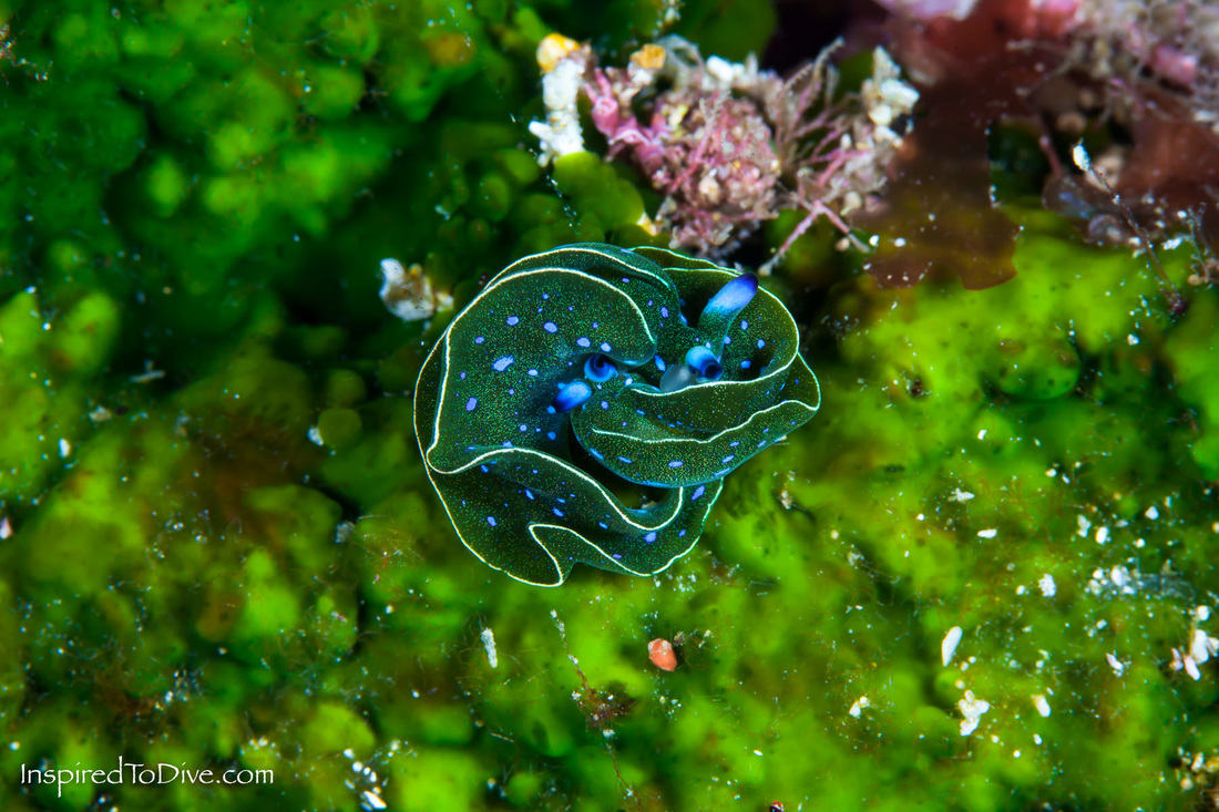 A pair of Blue-spotted Elysia sea slugs (Elysia sp.) prepare for mating