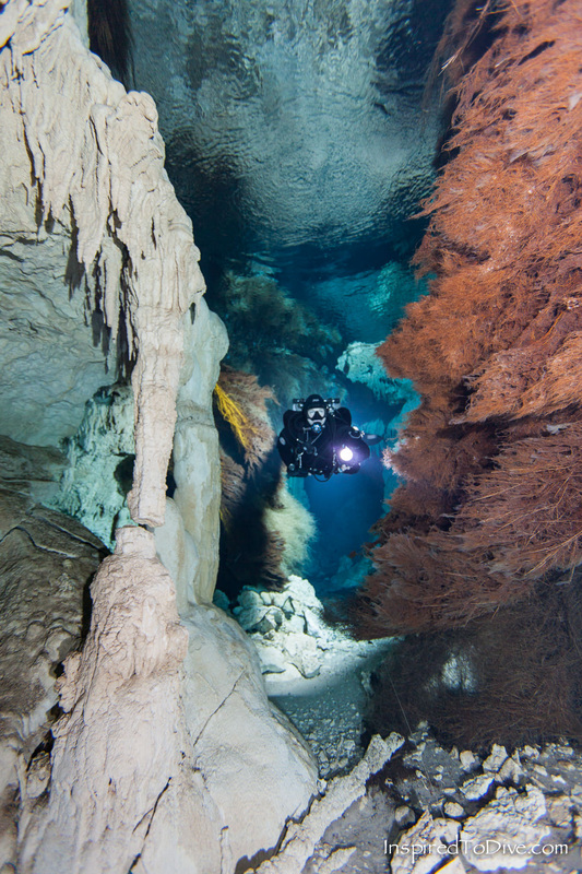Cave diver surrounded by tree roots in Cenote Dos Pisos in Mexico