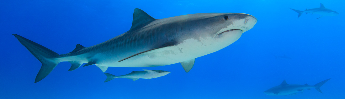 A Tiger shark (Galeocerdo cuvier) with other sharks in the ocean in the Bahamas