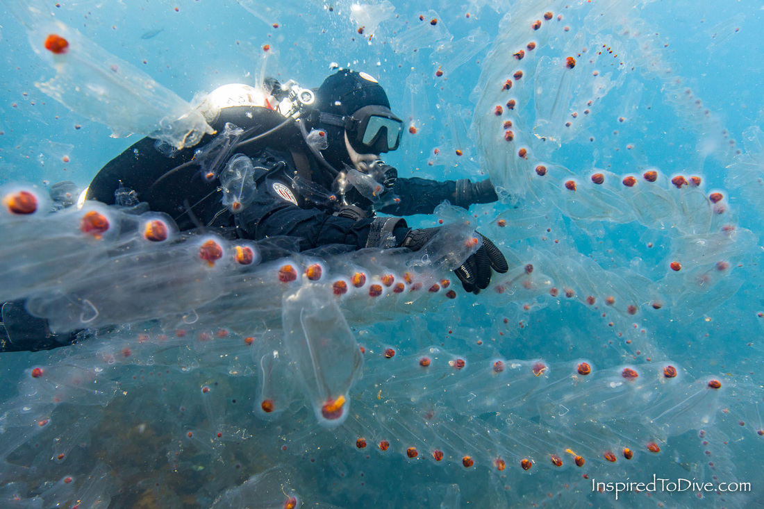 Scuba diver surrounded by salp in New Zealand