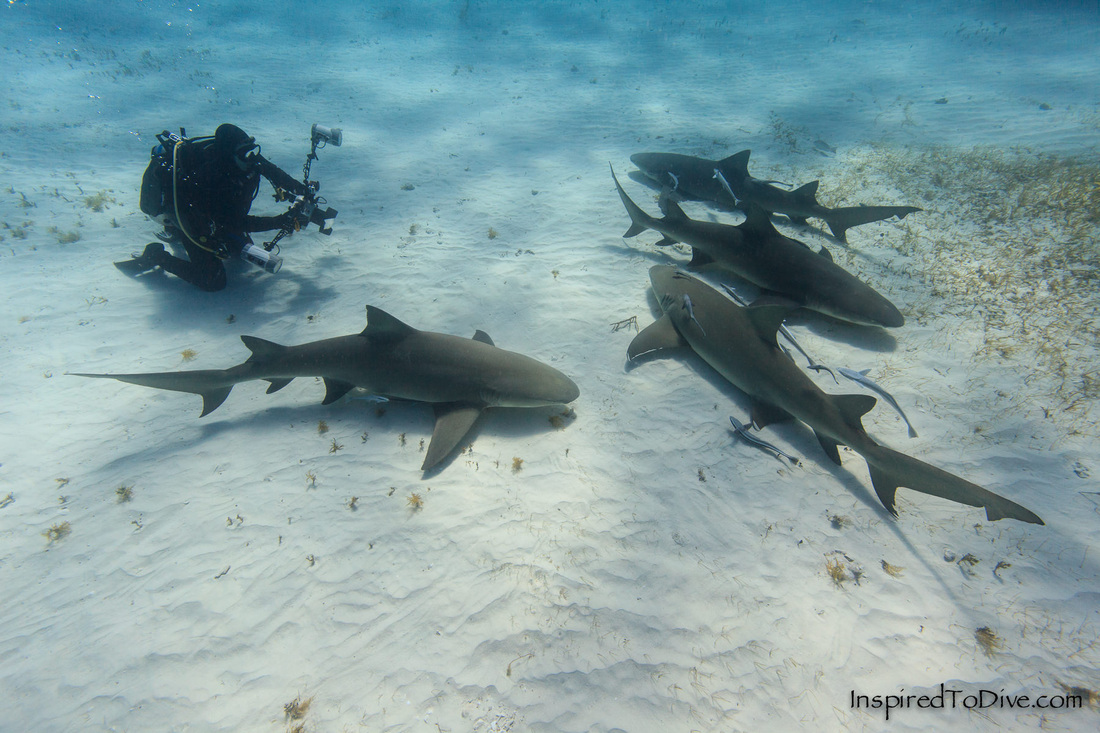 Underwater photographer with Lemon sharks (Negaprion brevirostris) on the sand in the Bahamas