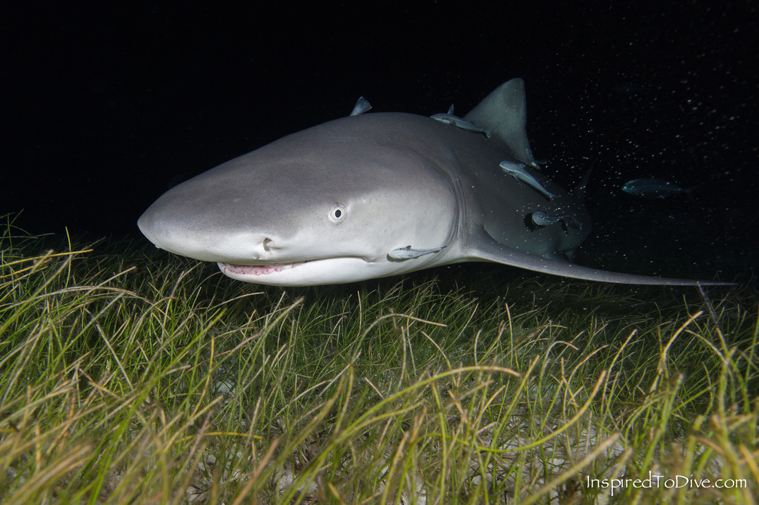 Lemon shark (Negaprion brevirostris) on a night dive in the Bahamas