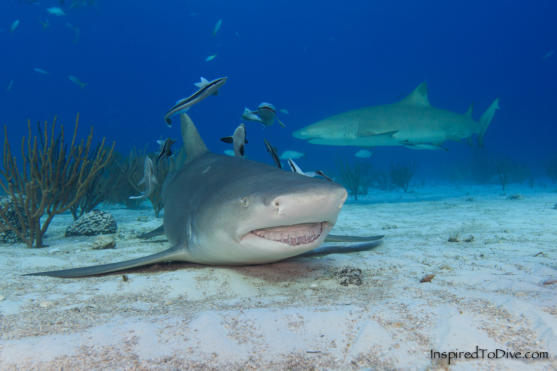 Lemon shark (Negaprion brevirostris) lying on the sand in the Bahamas