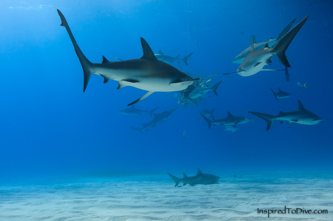 School of Caribbean reef sharks (Carcharhinus perezi) below the boat in the Bahamas