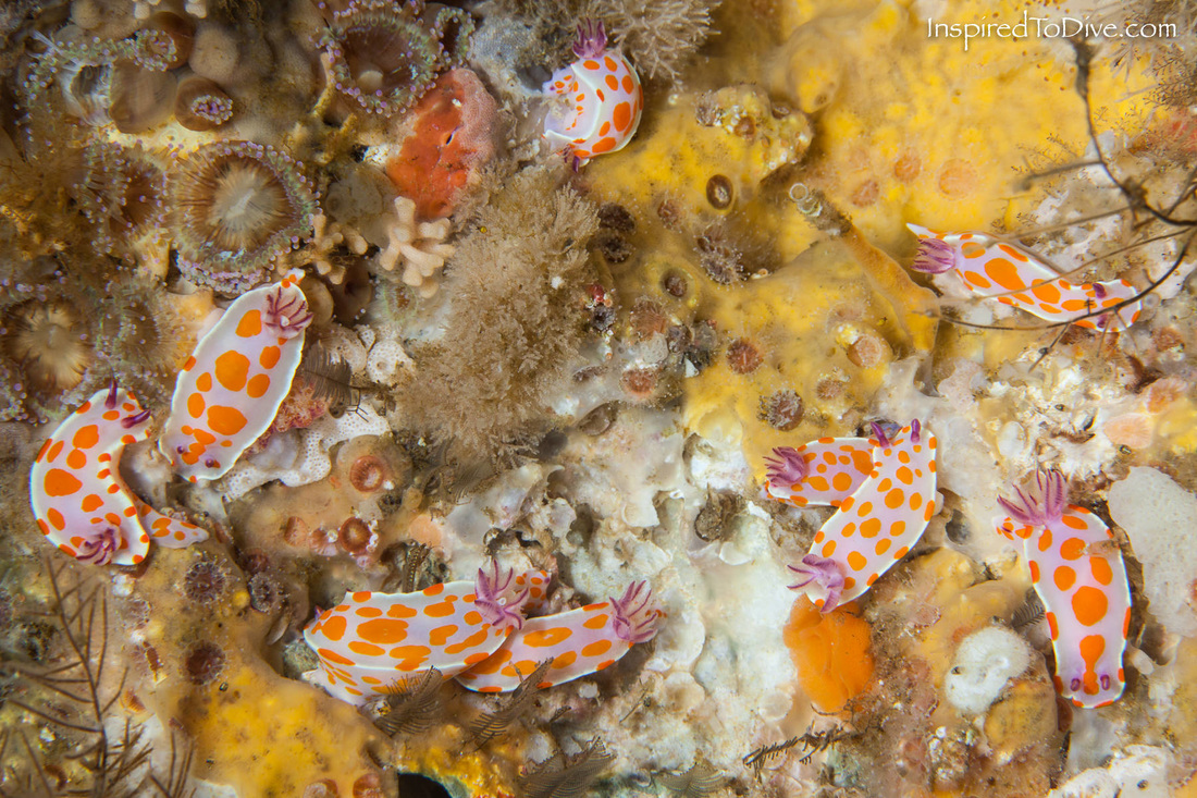 Clown nudibranchs (Ceratosoma amoenum) grouping together to spawn in New Zealand