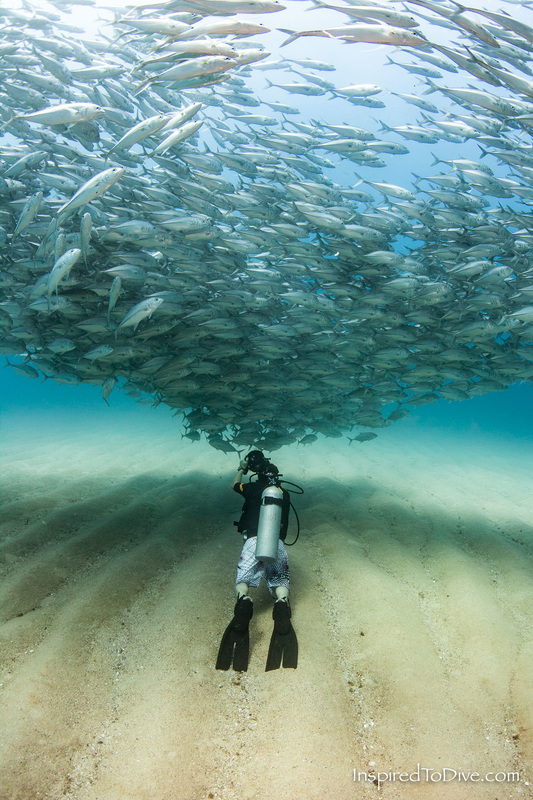 Scuba diver with a school of fish in Cabo Pulmo National Marine Park
