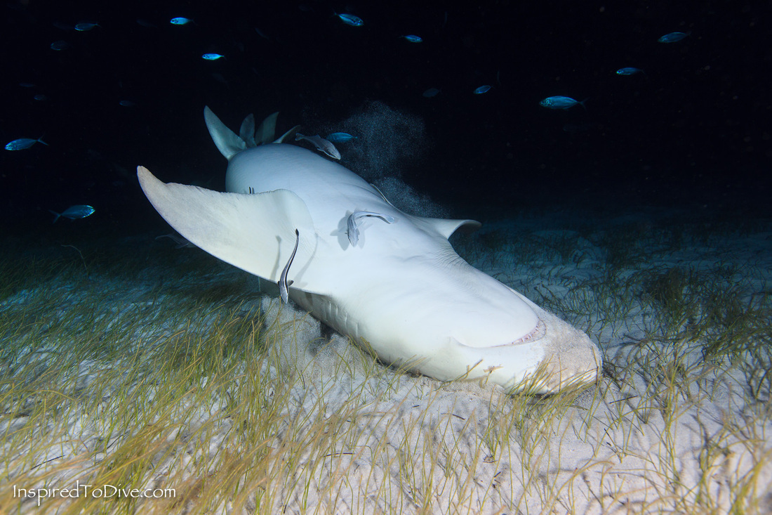 Underwater picture of a Lemon shark (Negaprion brevirostris) on a night dive in the Bahamas