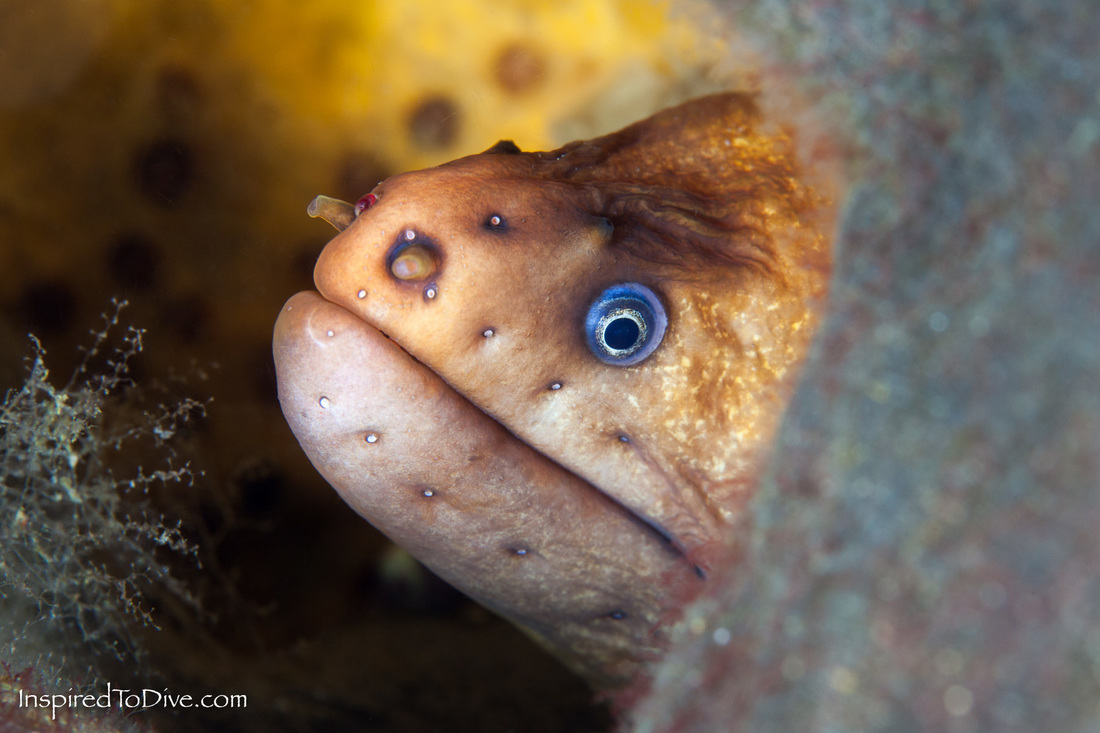 Yellow moray eel tucked behind a grey sponge on a reef in New Zealand