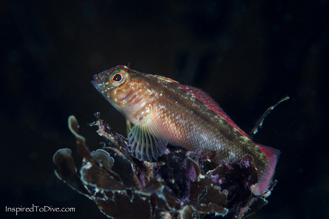 A triplefin perched loftily on a reef in New Zealand