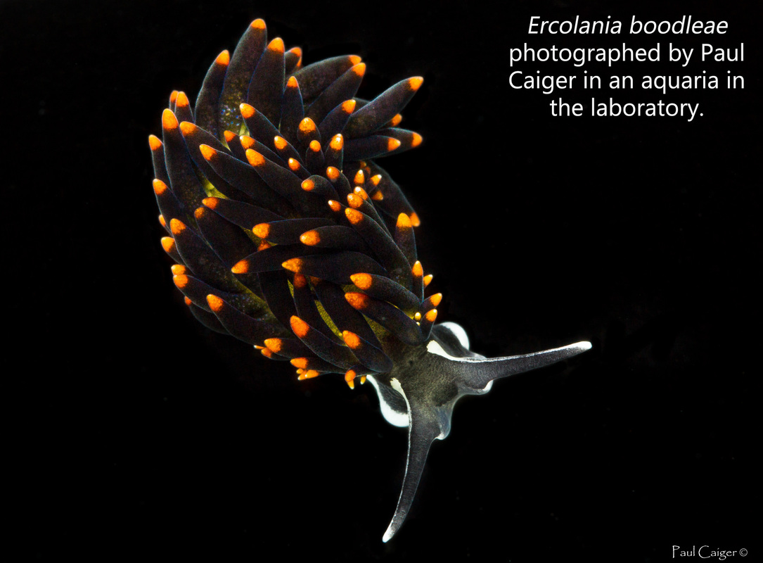 Ercolania boodleae sap-sucking sea slug