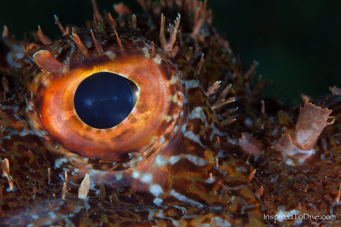 Beautiful macro photo of the eye of a scorpionfish (Scorpaena cardinalis) in New Zealand